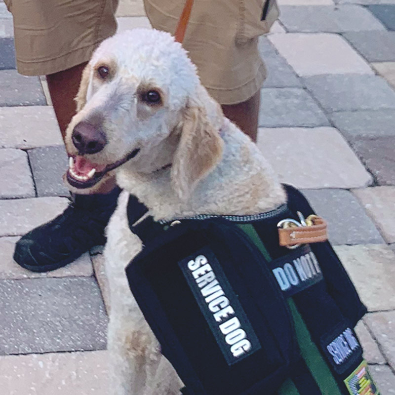 Photo of Bryson the Service Dog after he graduated