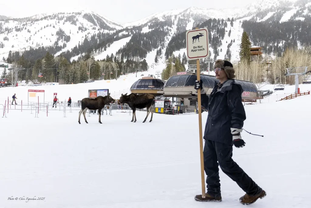 Retirement Summit Moose Sighting